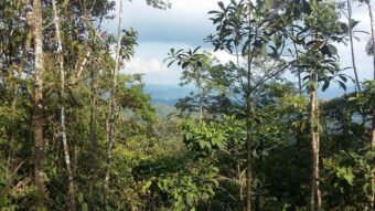 Vue de la forêt équatoriale